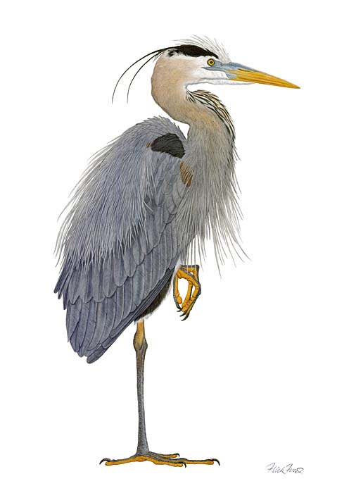 Great Blue Heron - Flick Ford