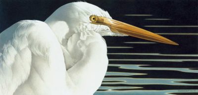 BB Great Egret