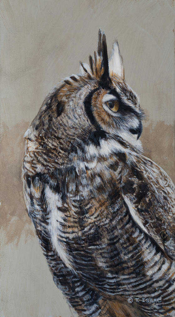 Great Horned Owl Portrait Terry Isaac