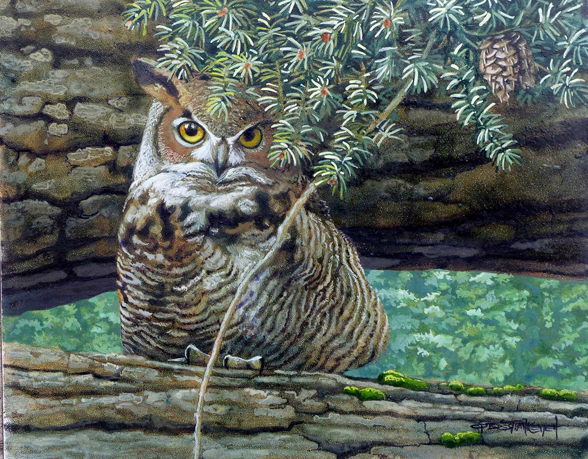 Great Horned Owl in an Old Douglas Fir - Carel Brest van Kempen