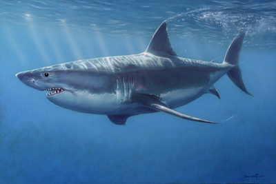 Great White Shark - David Grant