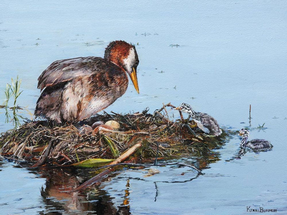 Grebe Family - Kerri Burnett