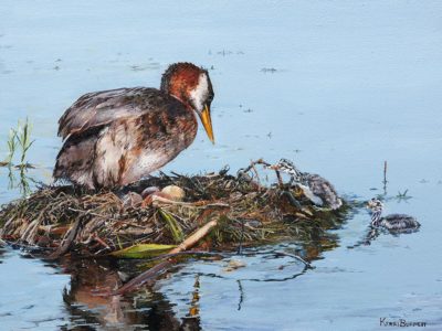 Grebe Family - Kerri Burnett