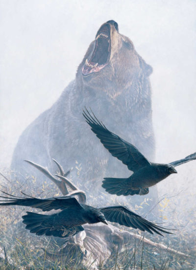 Grizzly Encounter John Banovich