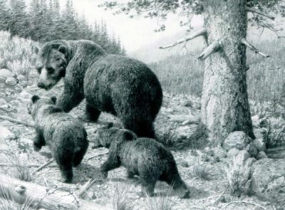 Grizzly Sow with Two Cubs #2 - Carl Brenders