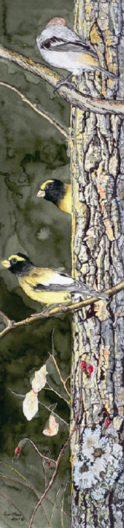 Grosbeaks - Wes Olson