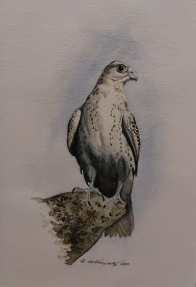Gyrfalcon