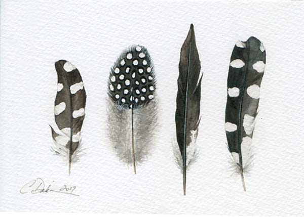 Hairy Woodpecker Feather Collection - Charity Dakin