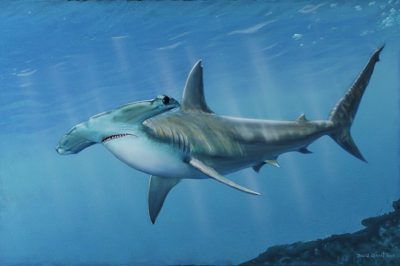Hammerhead Shark - David Grant