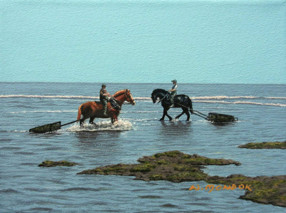 Harvesting Irish Moss in P.E.I. –  Brown Horse/Black Horse