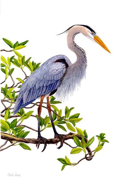 Heron in Mangrove - Flick Ford