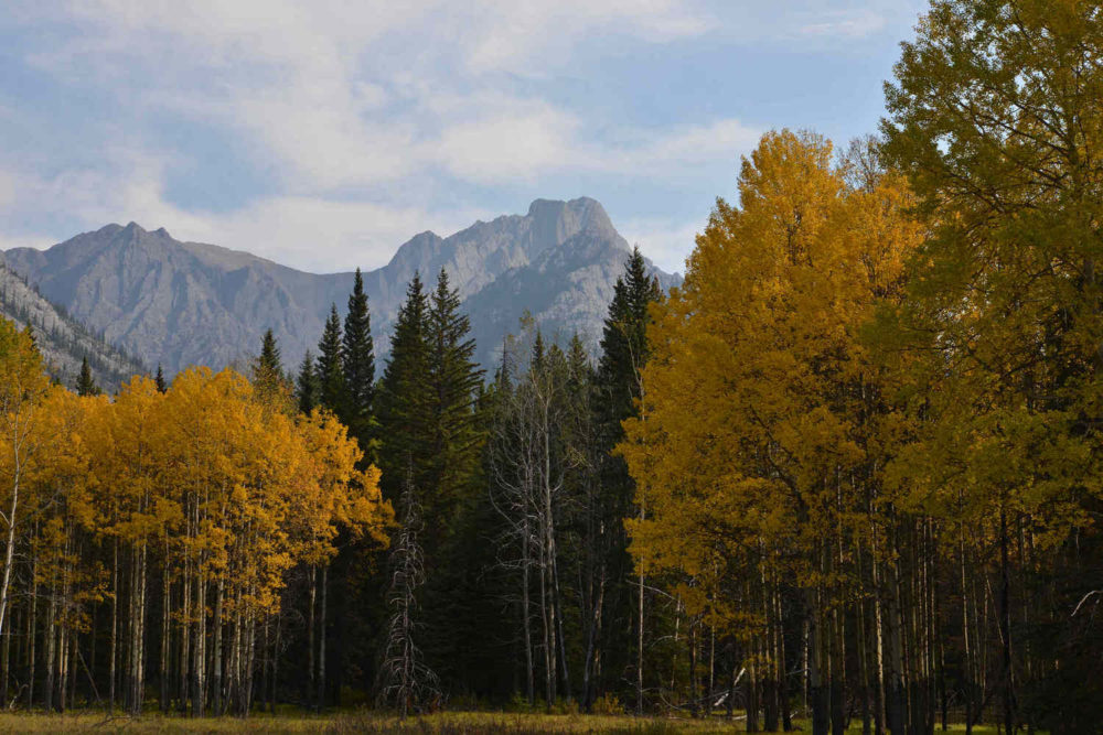Hillsdale Meadows