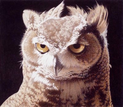 Horned Owl Study - Barbara Banthien