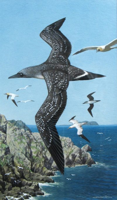 Immature Gannet - Carl Brenders