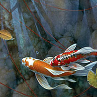 Impressions and koi fish