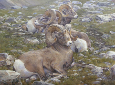 In Plain Sight, Wilcox Bighorns - Charity Dakin