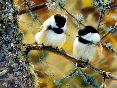 In The Black Black Capped Chickadees Carl Brenders