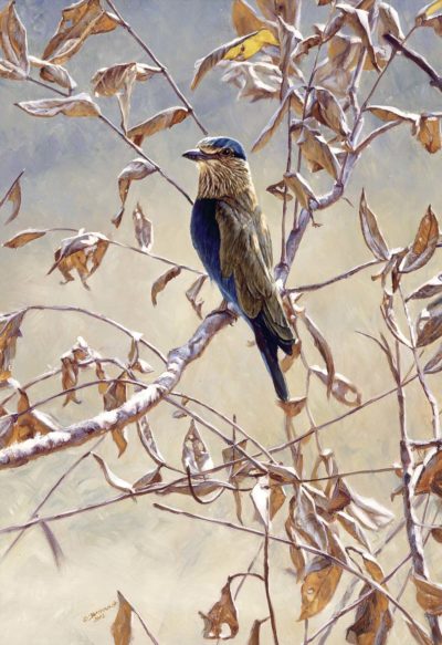 Indian Roller - John Banovich