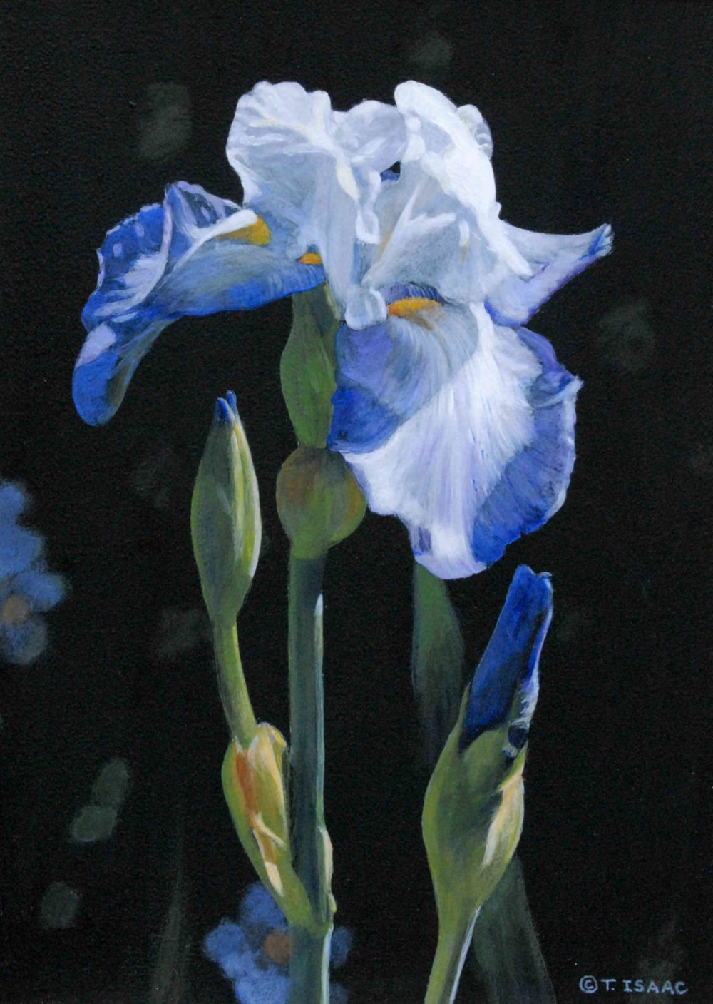 Iris Portrait