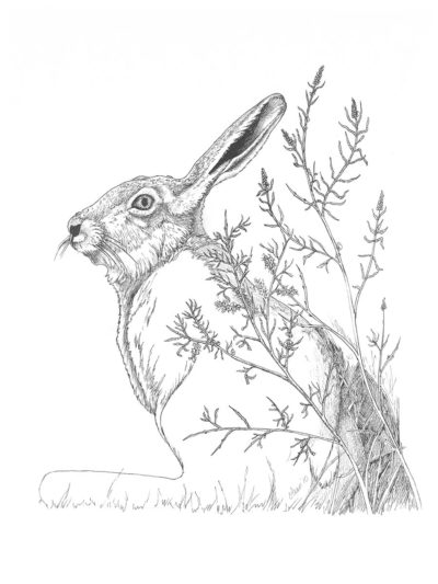 Jackrabbit Study - Wes Olson