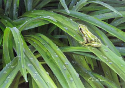 Joy Flush - Boreal Chorus Frog - Charity Dakin