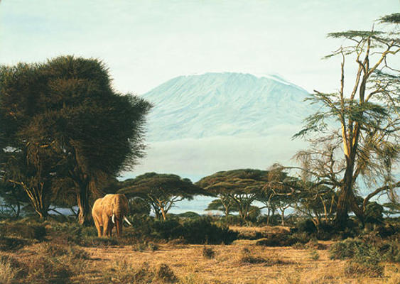 Kilimanjaro Morning Simon Combes