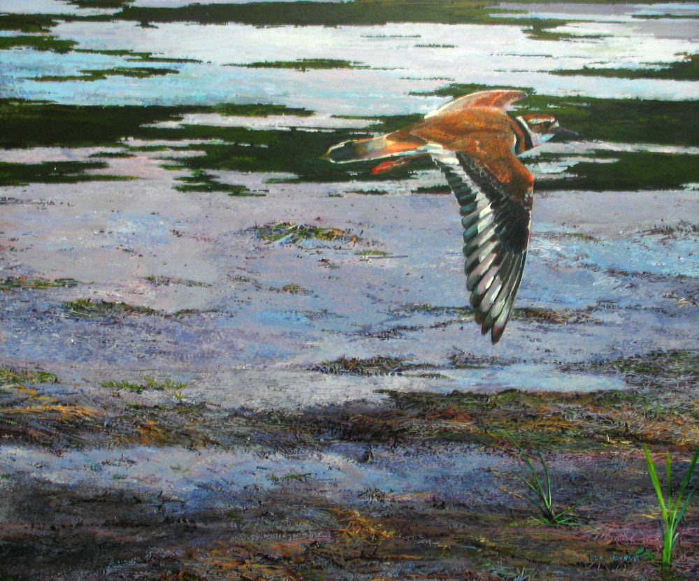 Killdeer Flying