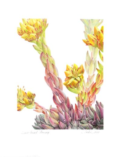 Lance-Leaved Stonecrop - Charity Dakin
