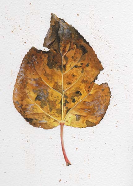 Last Leaf - Poplar - Charity Dakin