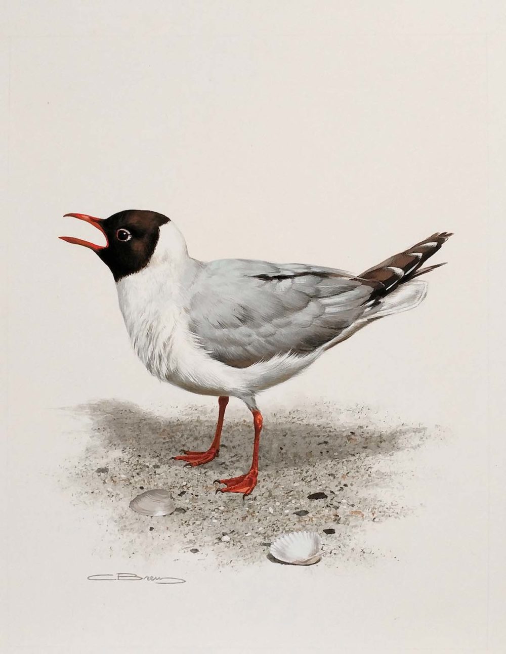 Laughing Gull - Carl Brenders