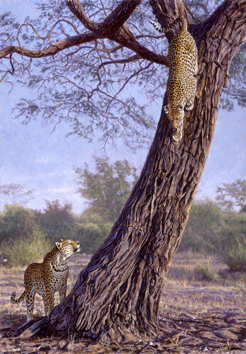 Leopard Call
