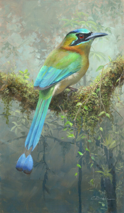 Lesson's Motmot