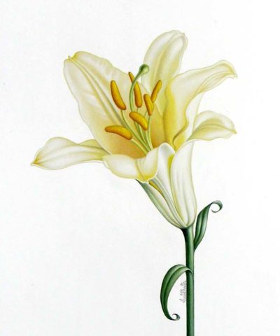 Lily - Braldt Bralds