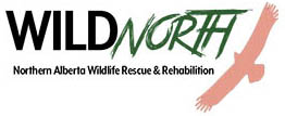 Logo - Wild North