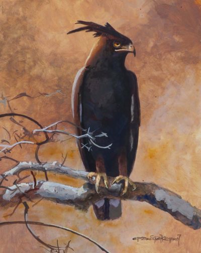 Long-Crested Eagle Study - Carel Brest van Kempen