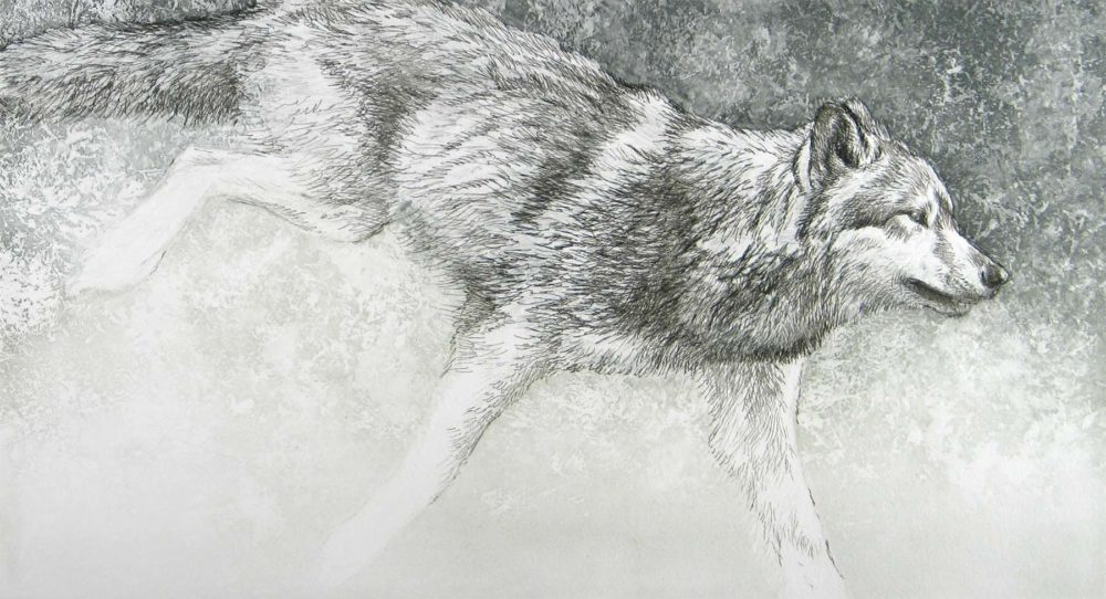 Loping Wolf - Etching - Robert Bateman