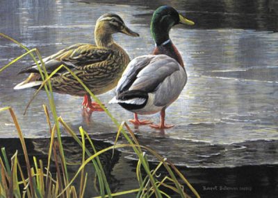 Mallard Pair - Early Winter - Robert Bateman