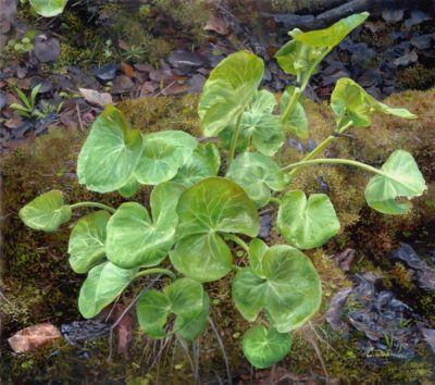 Marsh Marigold - Charity Dakin