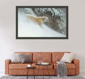 Momentum - Siberian Tiger - Showstopper Edition - Robert Bateman