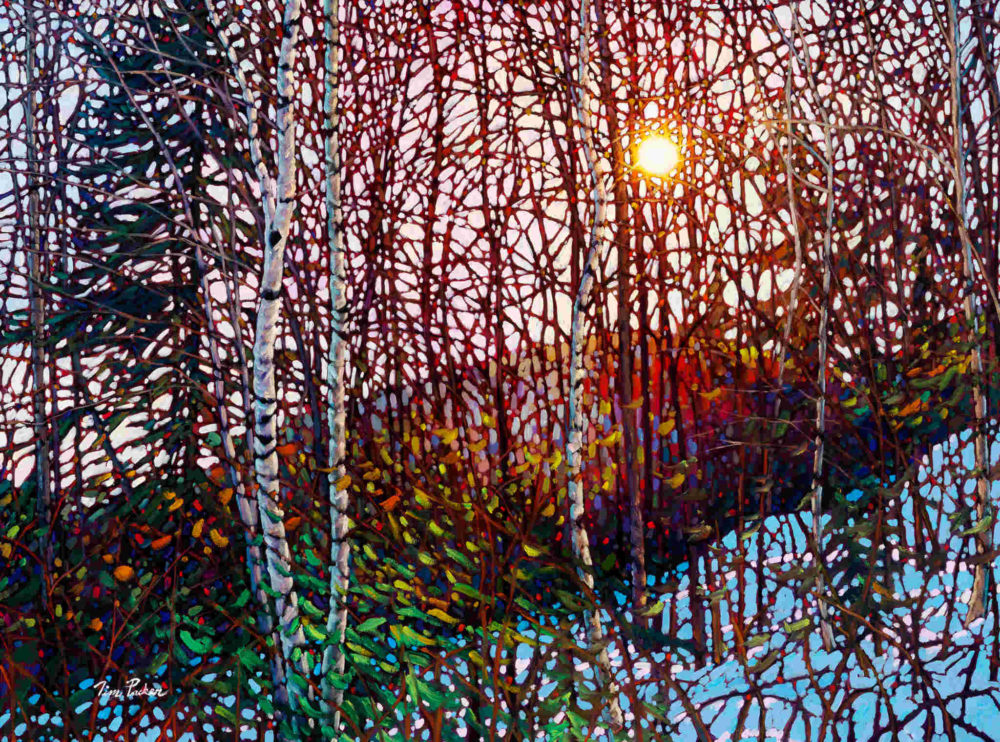 Morning Birches Mont Tremblant Tim Packer