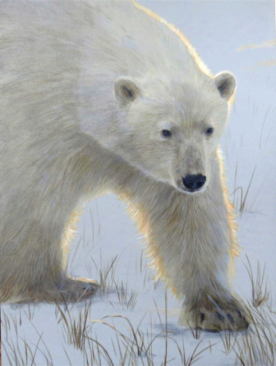 Morning Stroll Polar Bear Terry Isaac