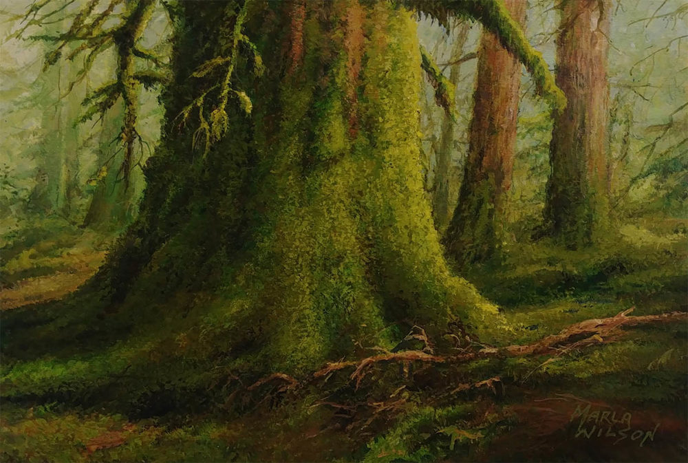 Mossy Forest - Marla Wilson
