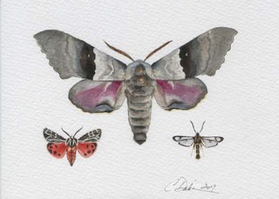 Moth Collection - Charity Dakin