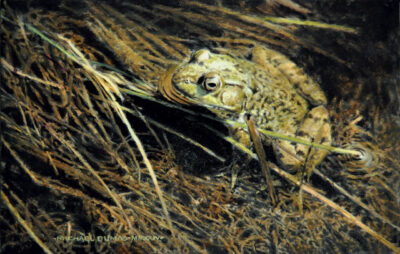 Motionless_green frog_Oil on panel_3.5_x5.5__MMXXIV_Michael Dumas