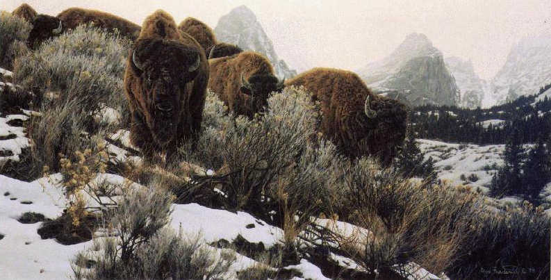 Mountain Echoes Bison Rod Frederick