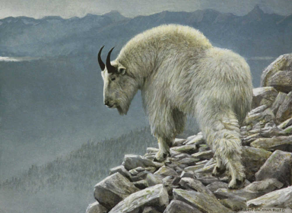 Mountain Goat At Kakwa Robert Bateman