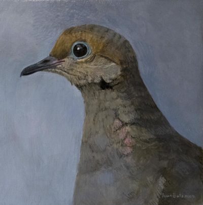 Mourning Dove - Alan Bateman