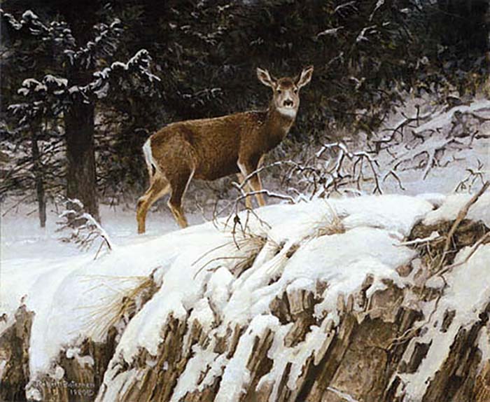 Mule Deer in Snow - Robert Bateman