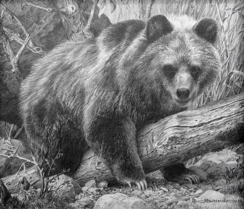 My Log - Grizzly Cub - Carl Brenders