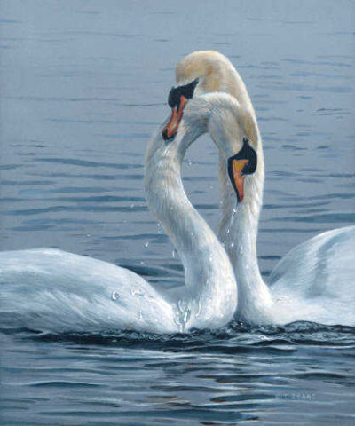 Necking Swans Terry Isaac